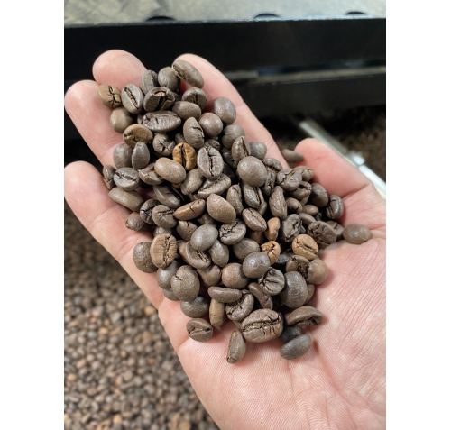 Robusta Sẻ S18 Bắn Màu Sạch Tuyệt Đối